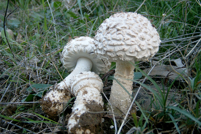 Amanita phalloides ?